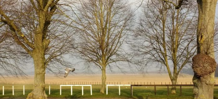 Newmarket Racecourse