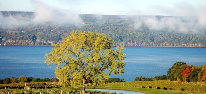 Finger Lakes Gaming and Race Track