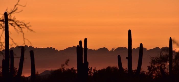 Rillito Park Racecourse