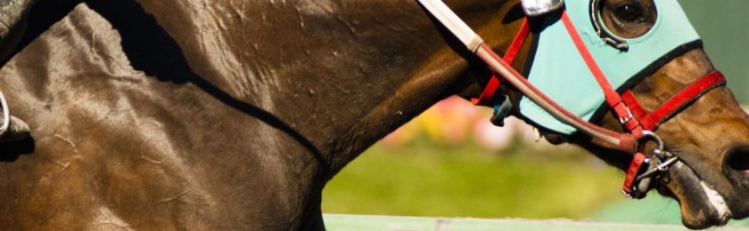 Lady Wulfruna Stakes Raceday 2025