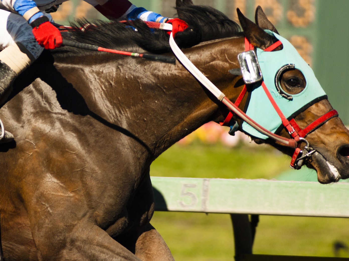 Lady Wulfruna Stakes Raceday 2024