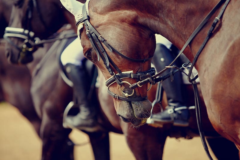 Jaipur Invitational at Belmont Park 2024