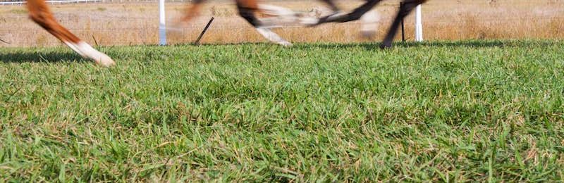 Maggie Dickson Stakes at Musselburgh 2024