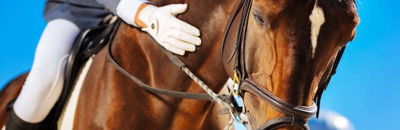 Loyalty Stakes at Belterra Park 2024