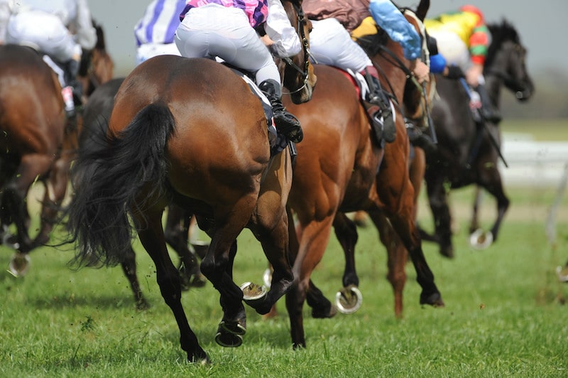 Northumberland Plate at Newcastle 2024