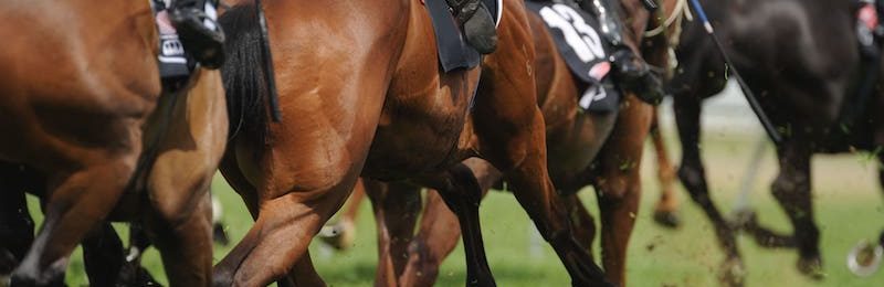 Plumpton Sussex Raceday 2025