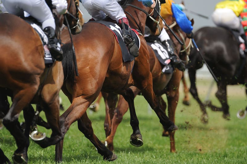 Plumpton Sussex Raceday 2024