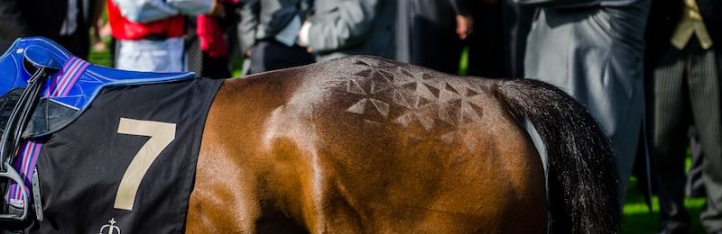 British Champions Long Distance Cup at Ascot 2024