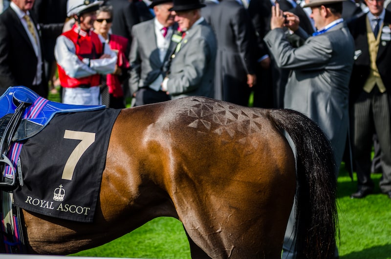 British Champions Long Distance Cup at Ascot 2024